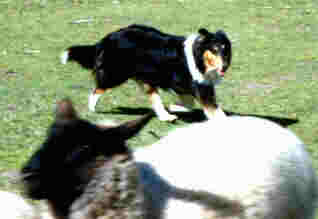 Chelsea herding