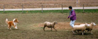Gatsby and Nancy herding sheep