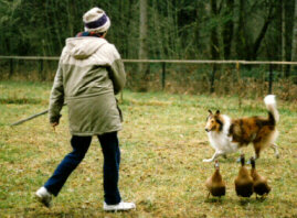 Mellow and Shirley herding ducks