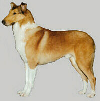 smooth sable Collie