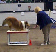 collie on the pause table