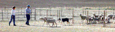 Tasha and Lisa herding